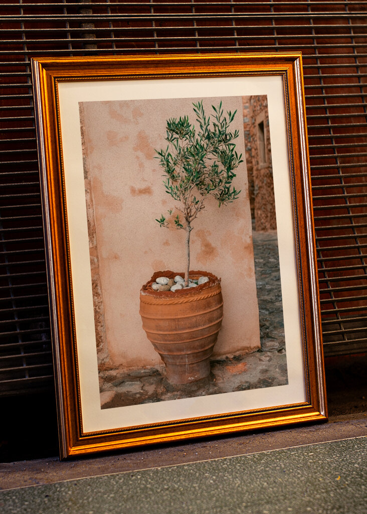 Oliventræ Grækenland