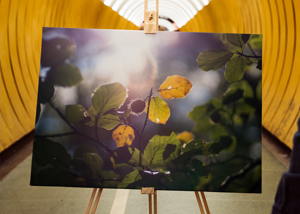 Sunny Autumn day in the forest