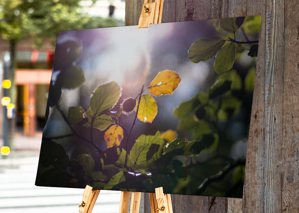 Sunny Autumn day in the forest
