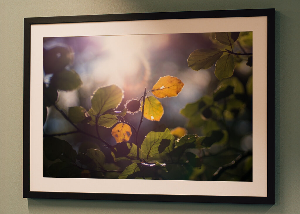 Sunny Autumn day in the forest
