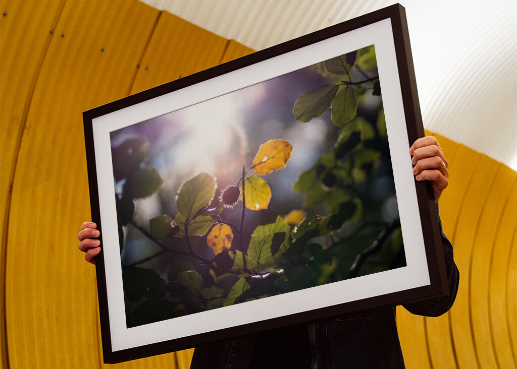 Sunny Autumn day in the forest
