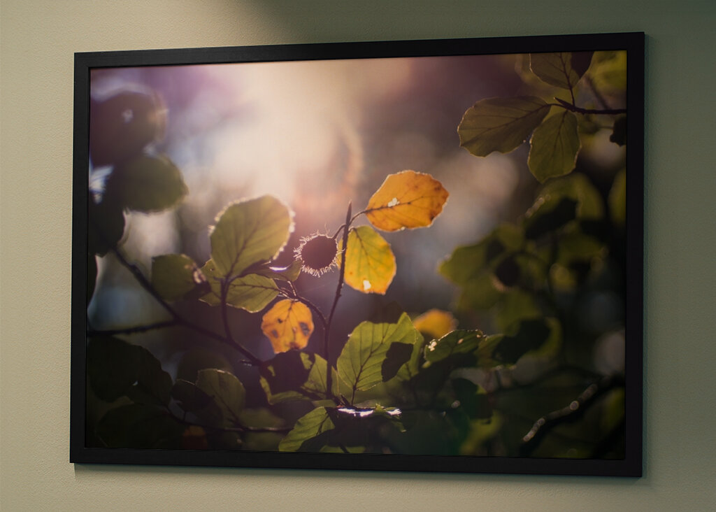 Sunny Autumn day in the forest