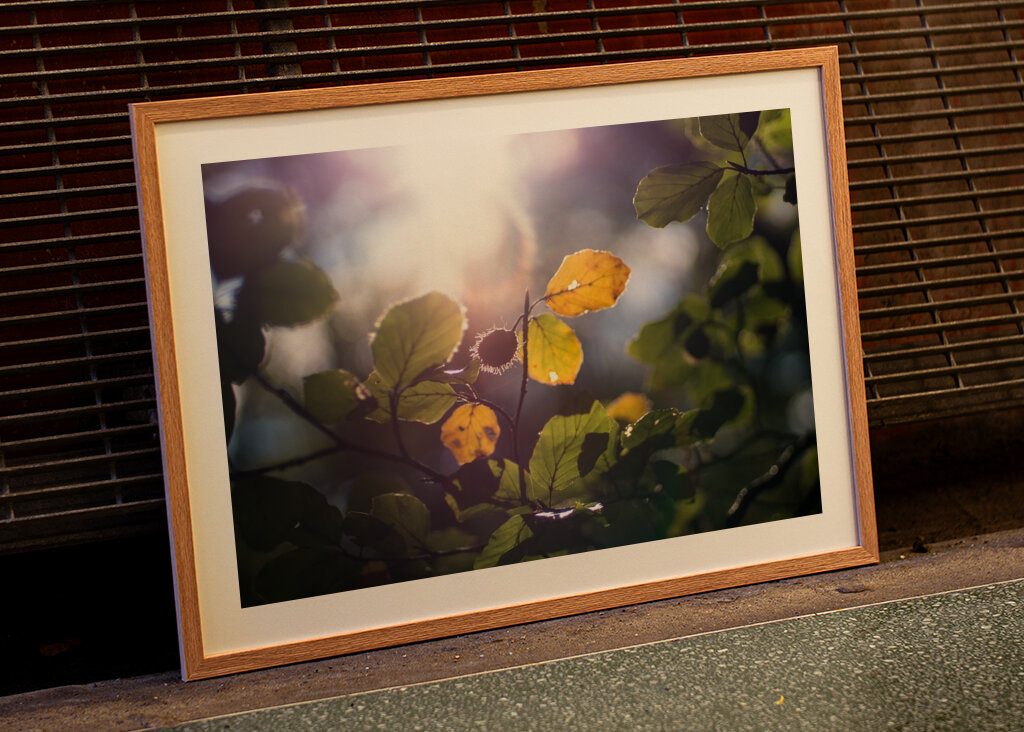 Sunny Autumn day in the forest