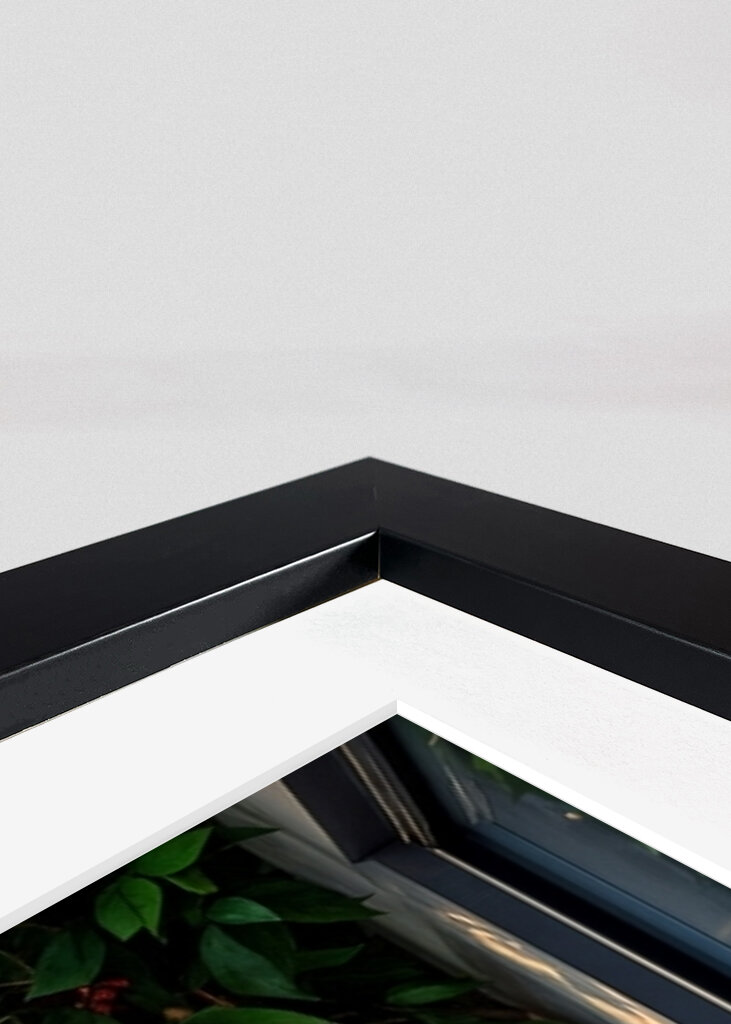 Perroquet en milieu urbain