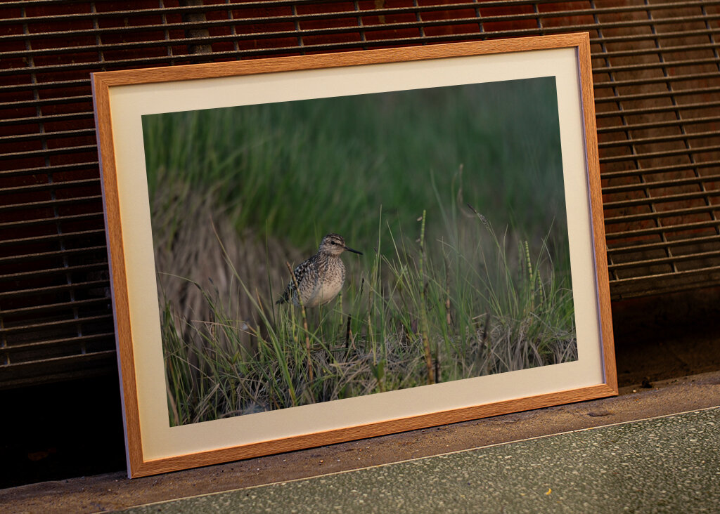 Wood Sandpiper Tringa glareola