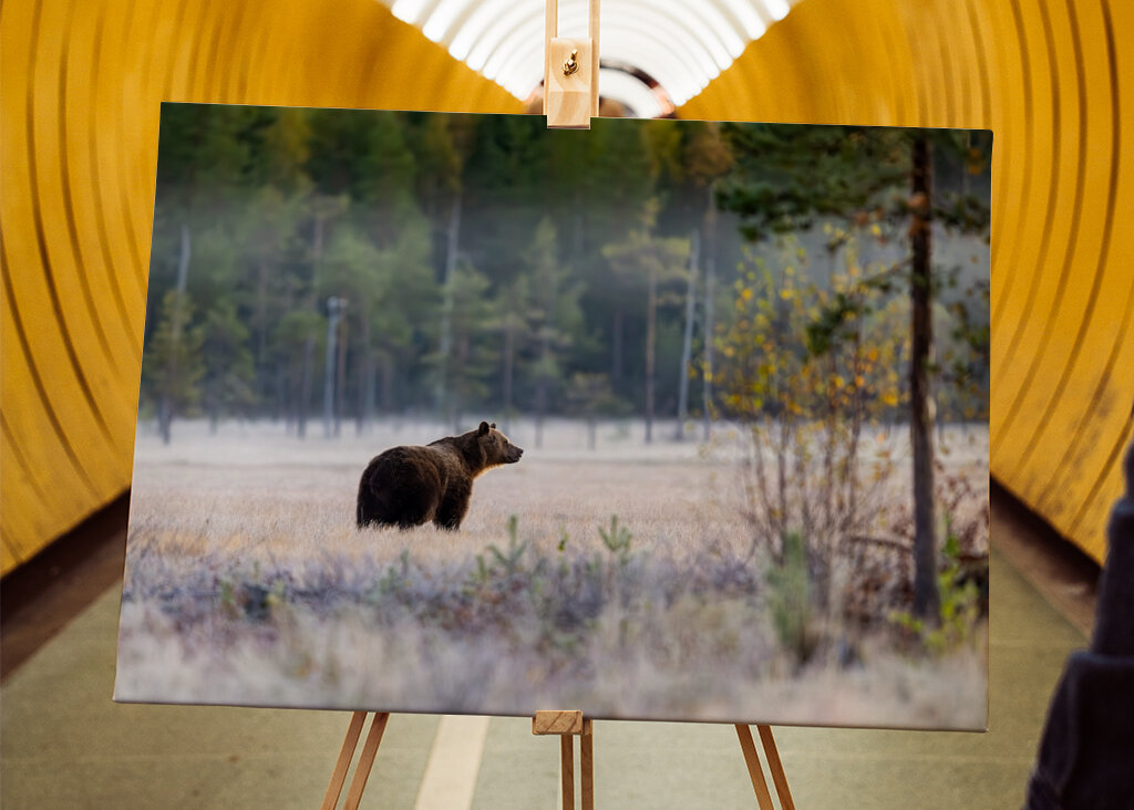 Medvěd před zimním odpočinkem