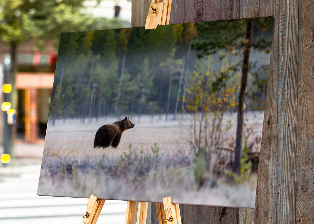 Medvěd před zimním odpočinkem