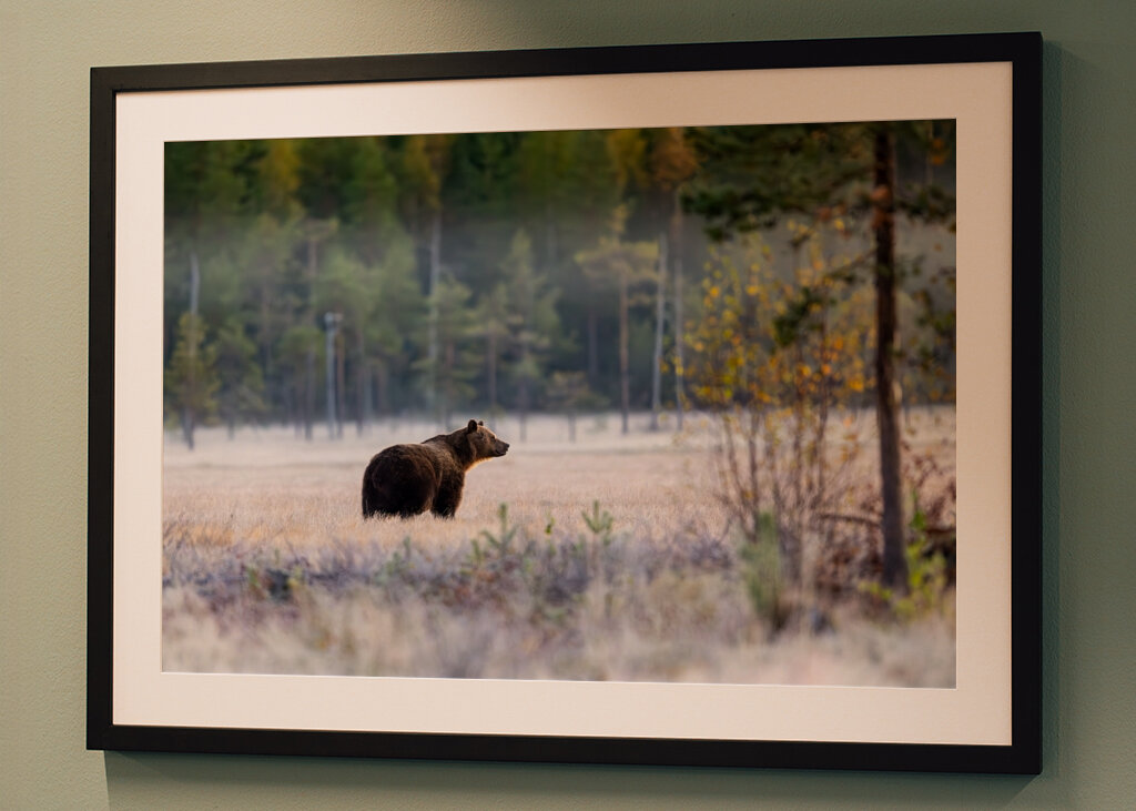Medvěd před zimním odpočinkem