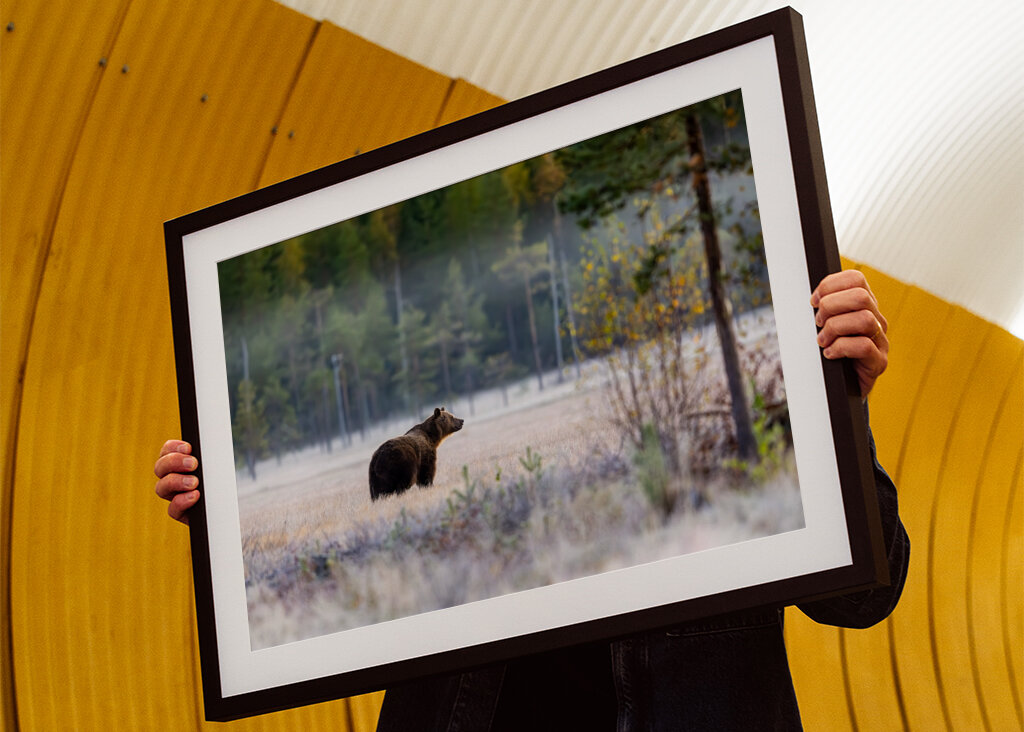 Medvěd před zimním odpočinkem