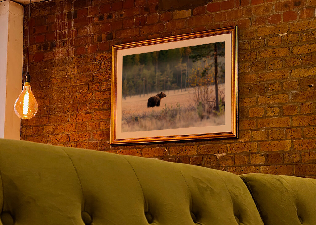 Medvěd před zimním odpočinkem