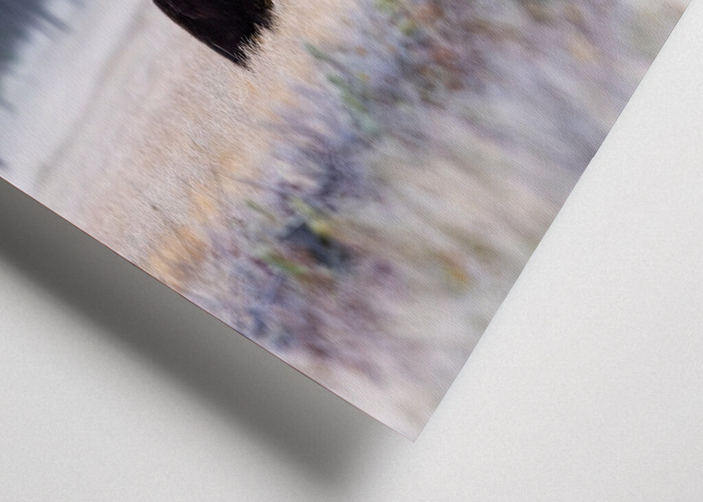 Medvěd před zimním odpočinkem