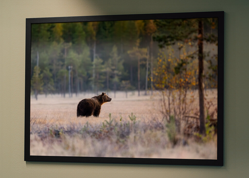 Medvěd před zimním odpočinkem