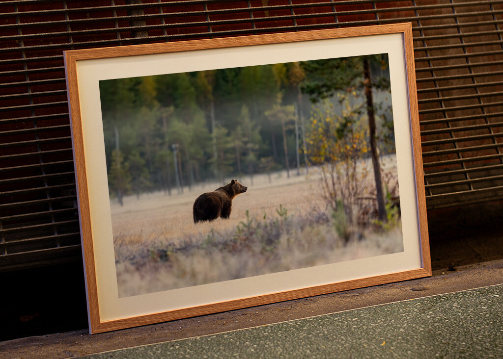 Medvěd před zimním odpočinkem