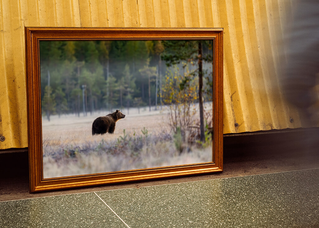 Medvěd před zimním odpočinkem