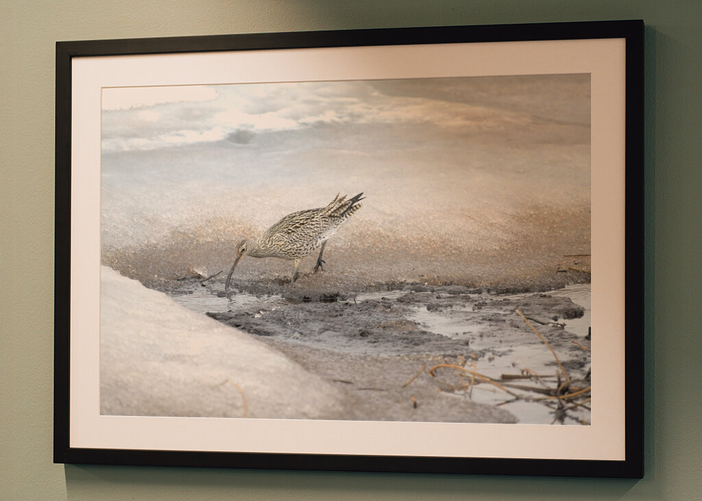 Wulpen foerageren in ijsbreuk