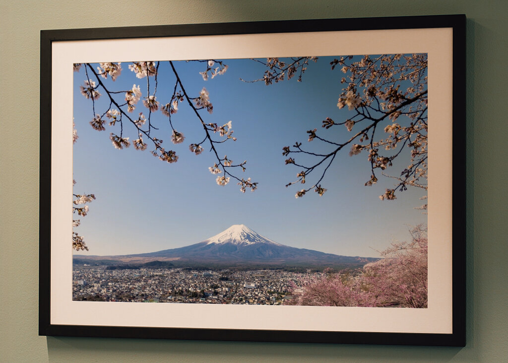 Fiore di ciliegio sul Monte Fuji