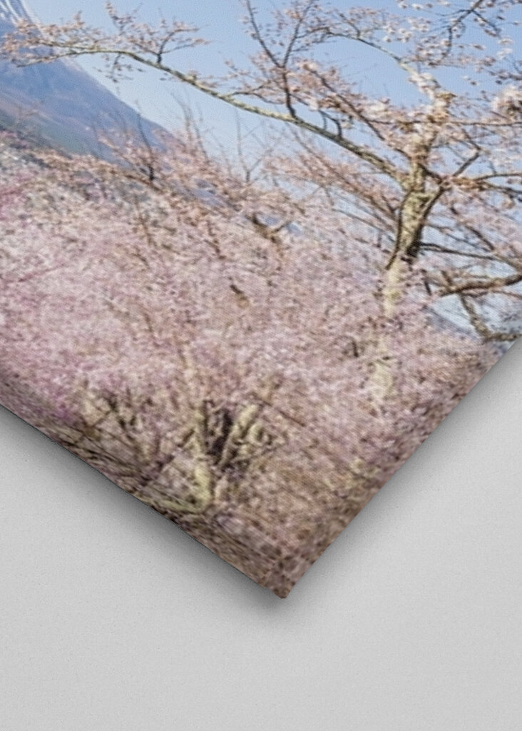 Fiori di ciliegio sul Monte Fuji