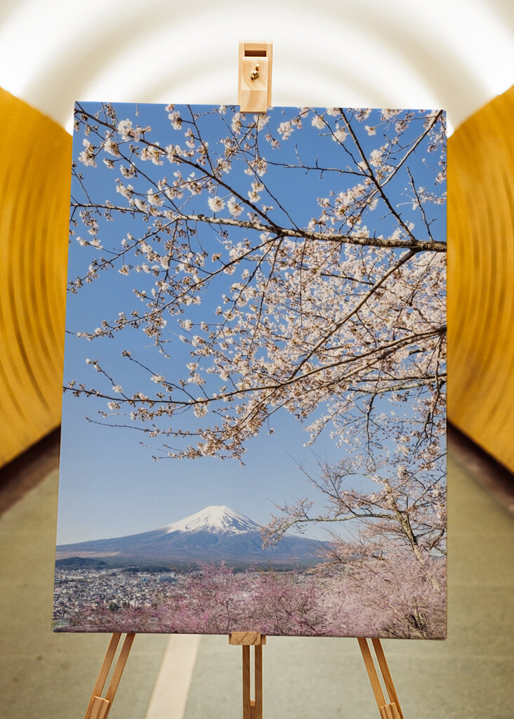 Fiori di ciliegio sul Monte Fuji