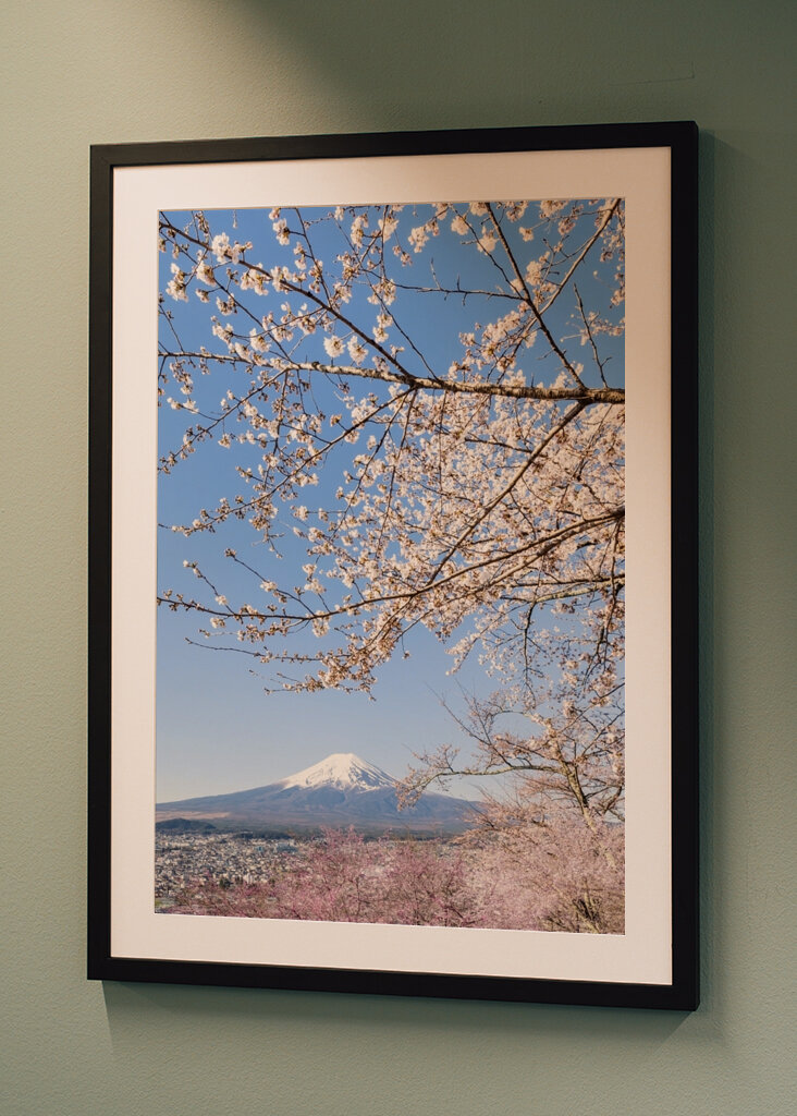 Fiori di ciliegio sul Monte Fuji