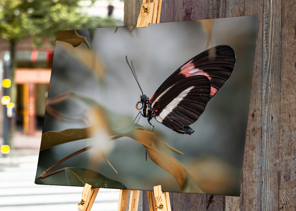 Schmetterling mit Schwarz und Rot
