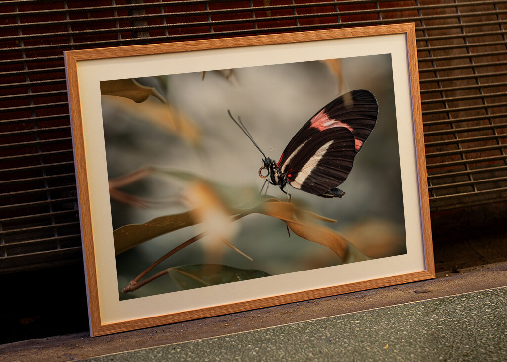 Schmetterling mit Schwarz und Rot