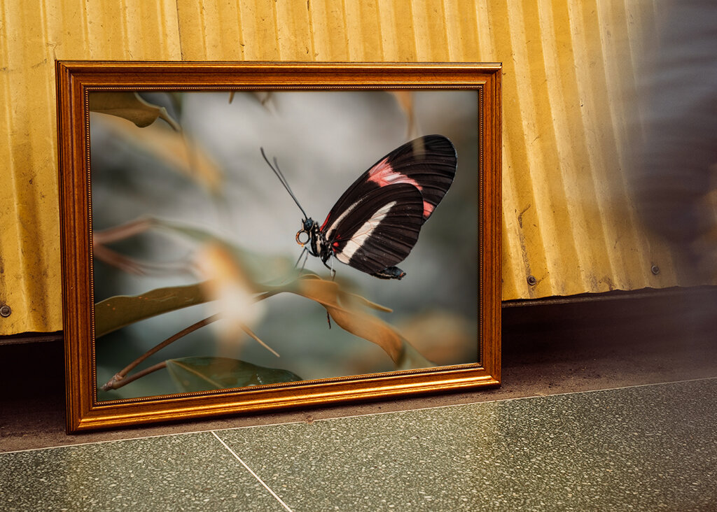 Schmetterling mit Schwarz und Rot