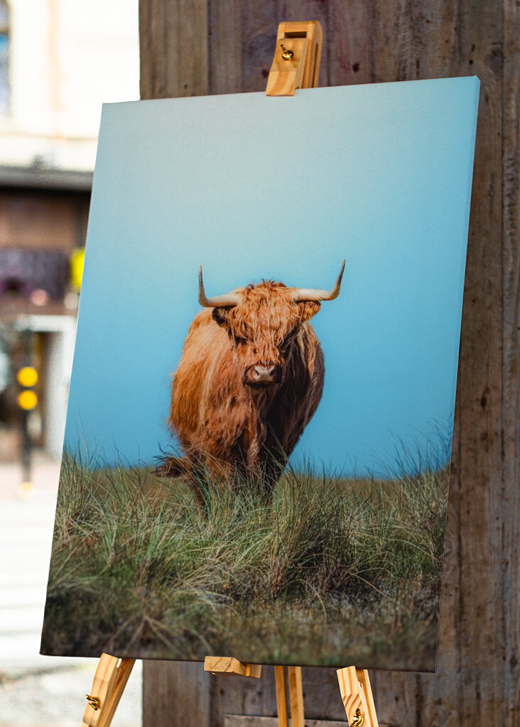 Cow on a collision course.