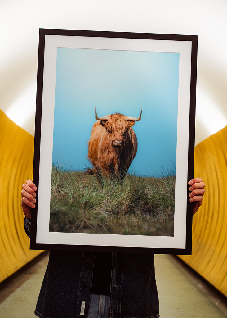 Cow on a collision course.