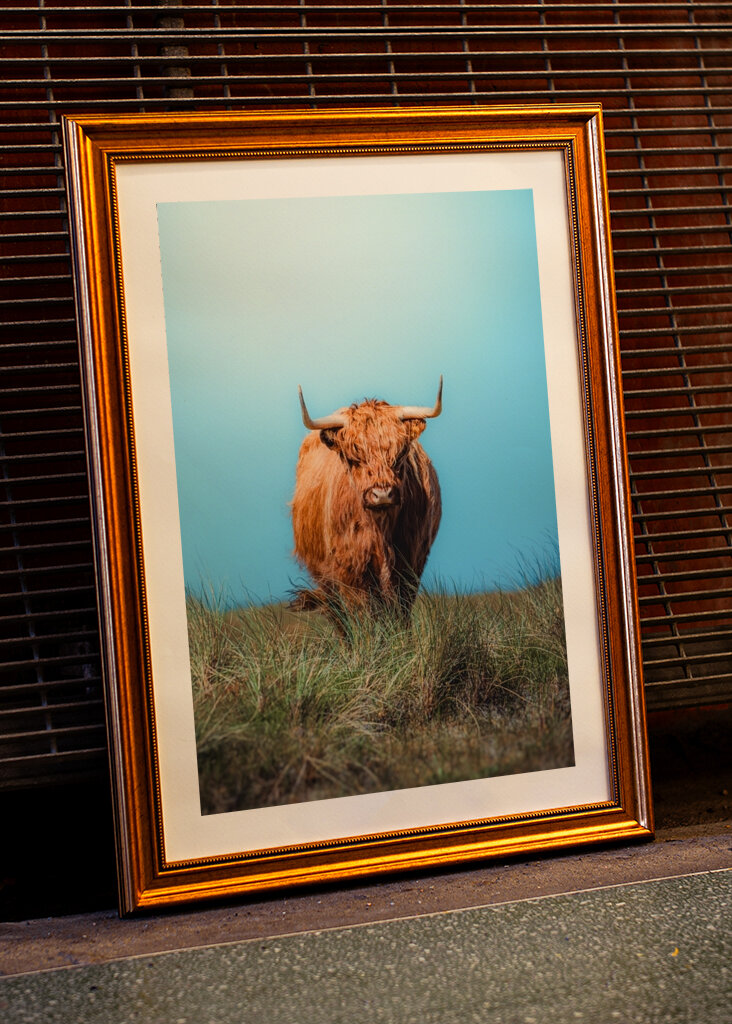 Cow on a collision course.