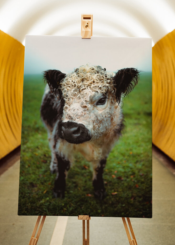 Die lockige Diva der Weide.