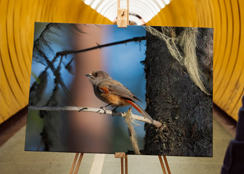 Sibirisk skadefugl blandt lav