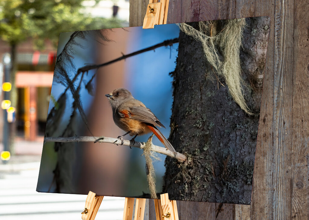 Sibirisk skadefugl blandt lav