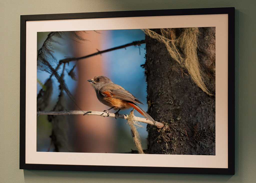 Sibirisk skadefugl blandt lav