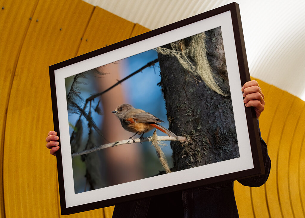 Sibirisk skadefugl blandt lav