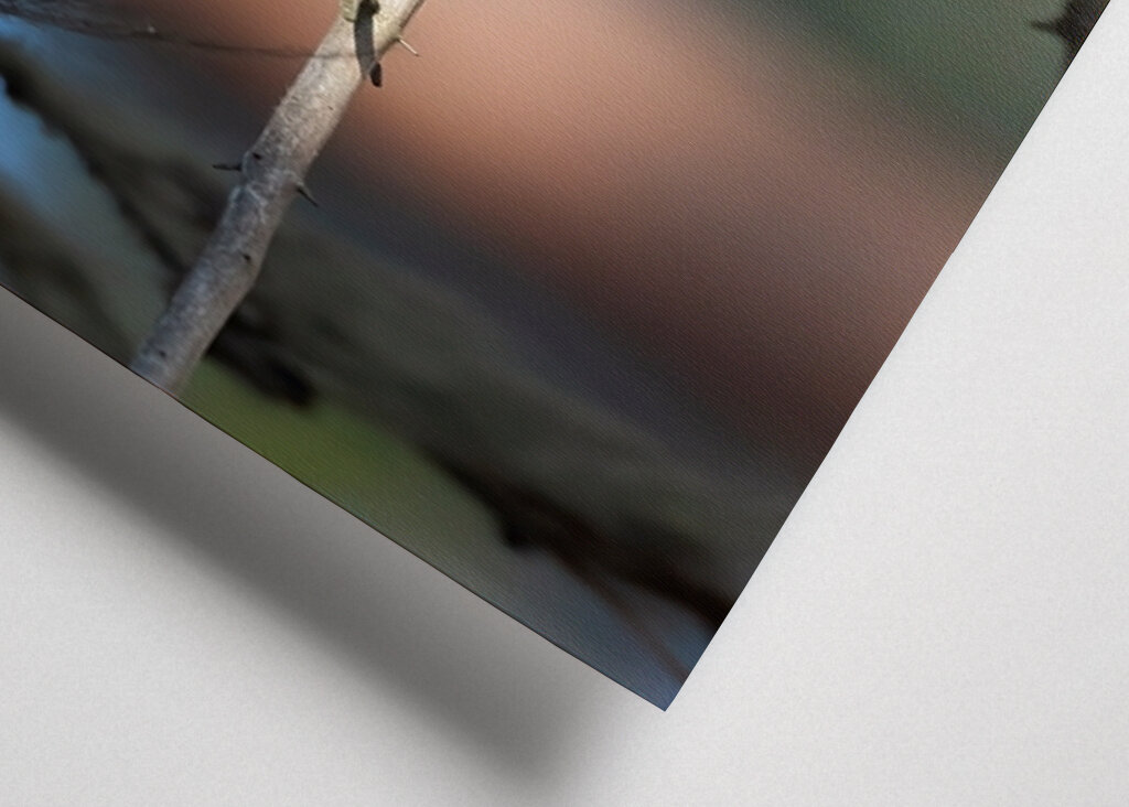 Sibirisk skadefugl blandt lav