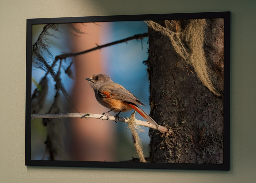 Sibirisk skadefugl blandt lav