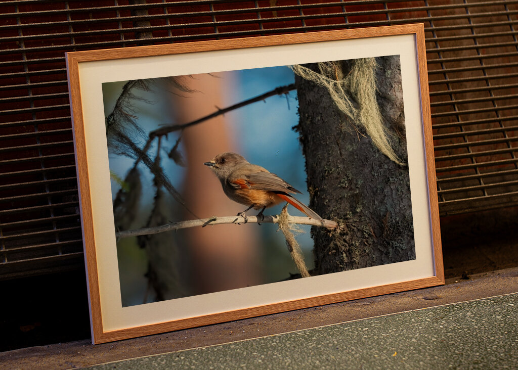 Sibirisk skadefugl blandt lav