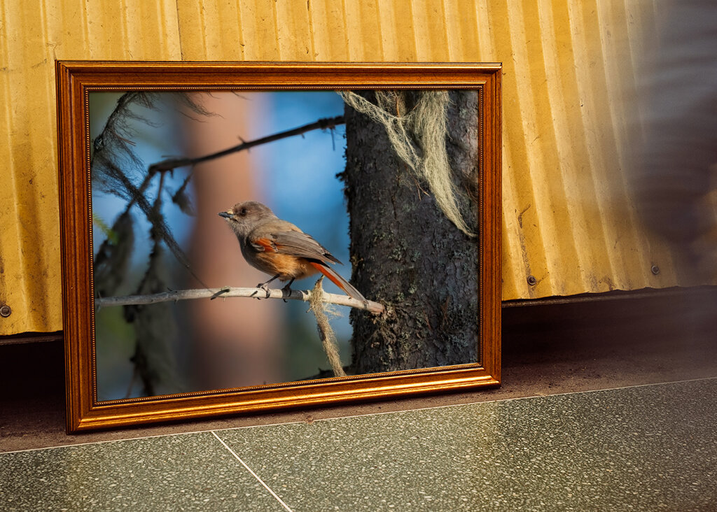 Sibirisk skadefugl blandt lav
