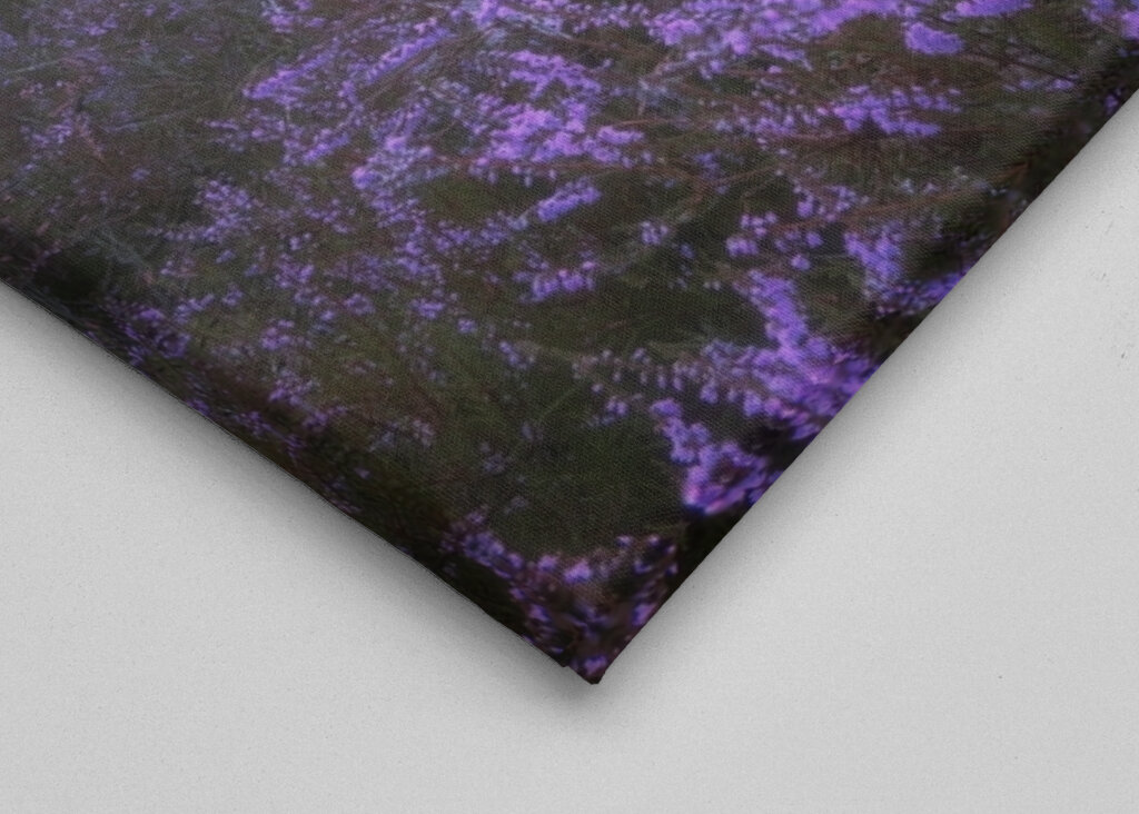 Eine ruhige Heidelandschaft 