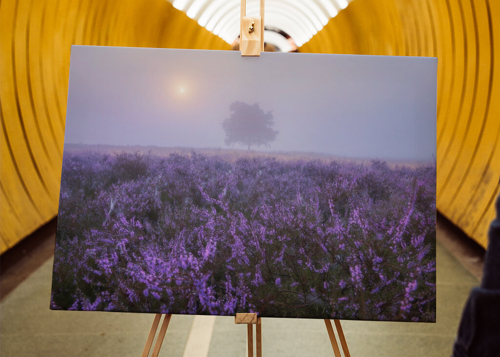 Eine ruhige Heidelandschaft 
