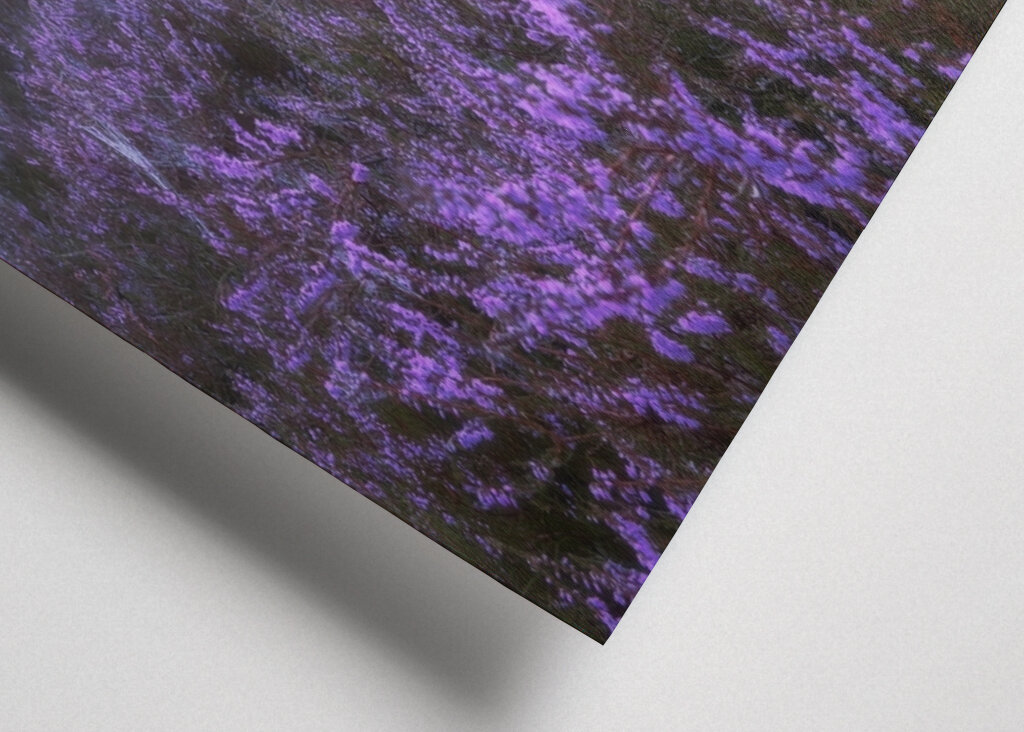 Eine ruhige Heidelandschaft 