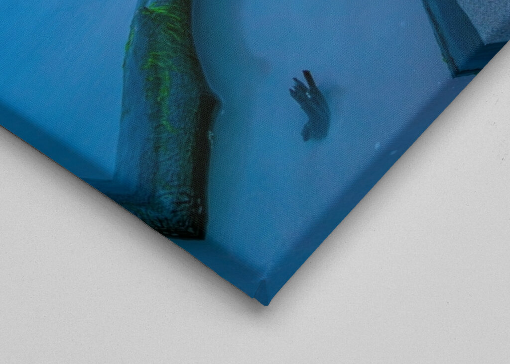 Evening at Darss Peninsula