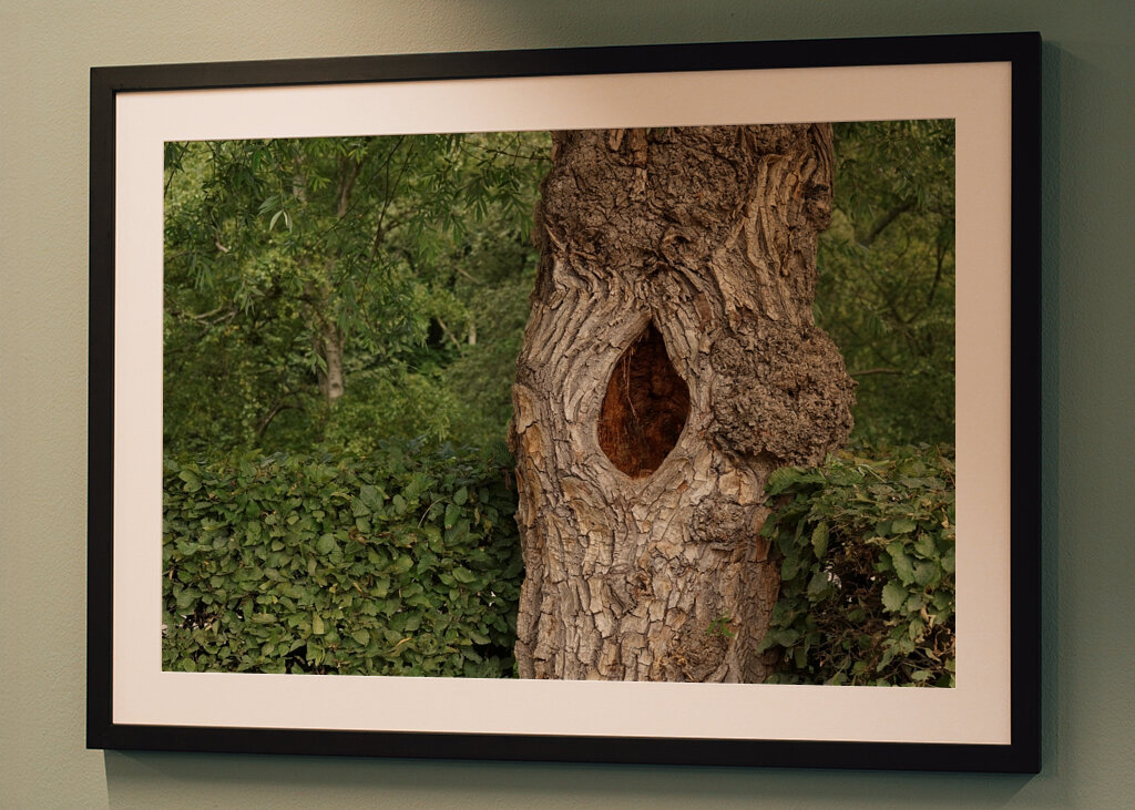 A árvore retorcida.