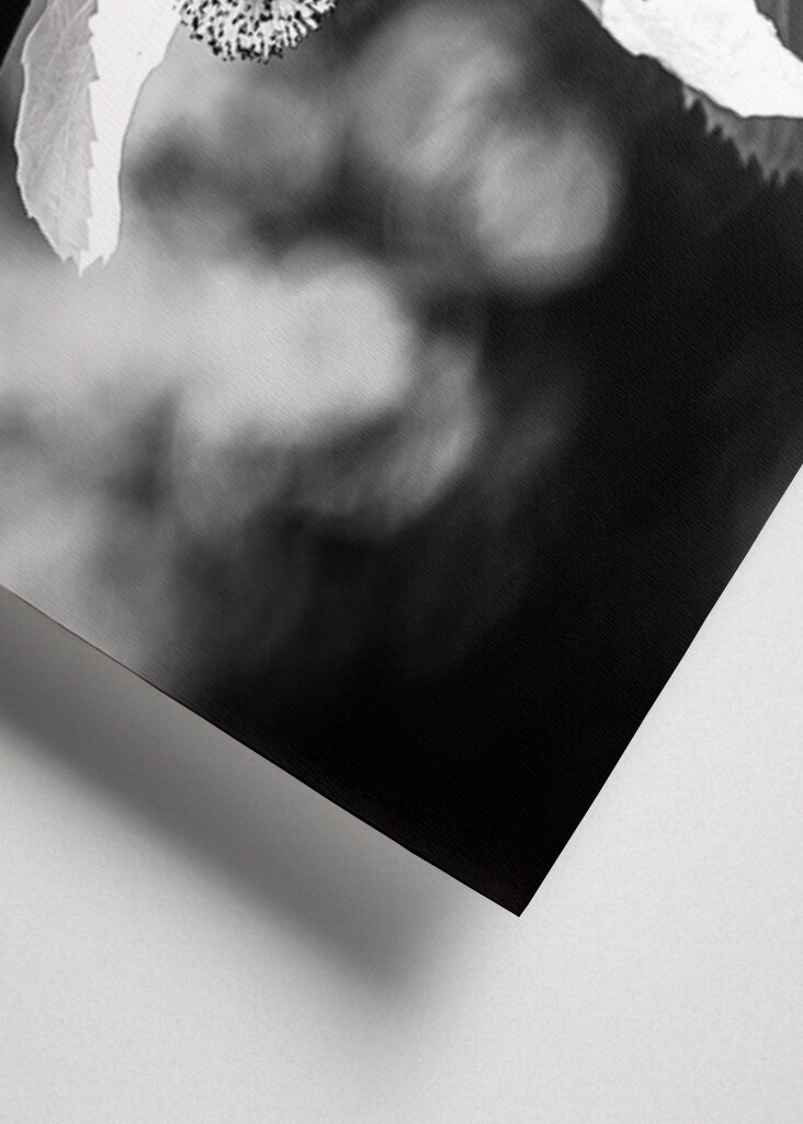 Nenäliina, mustavalkoinen I