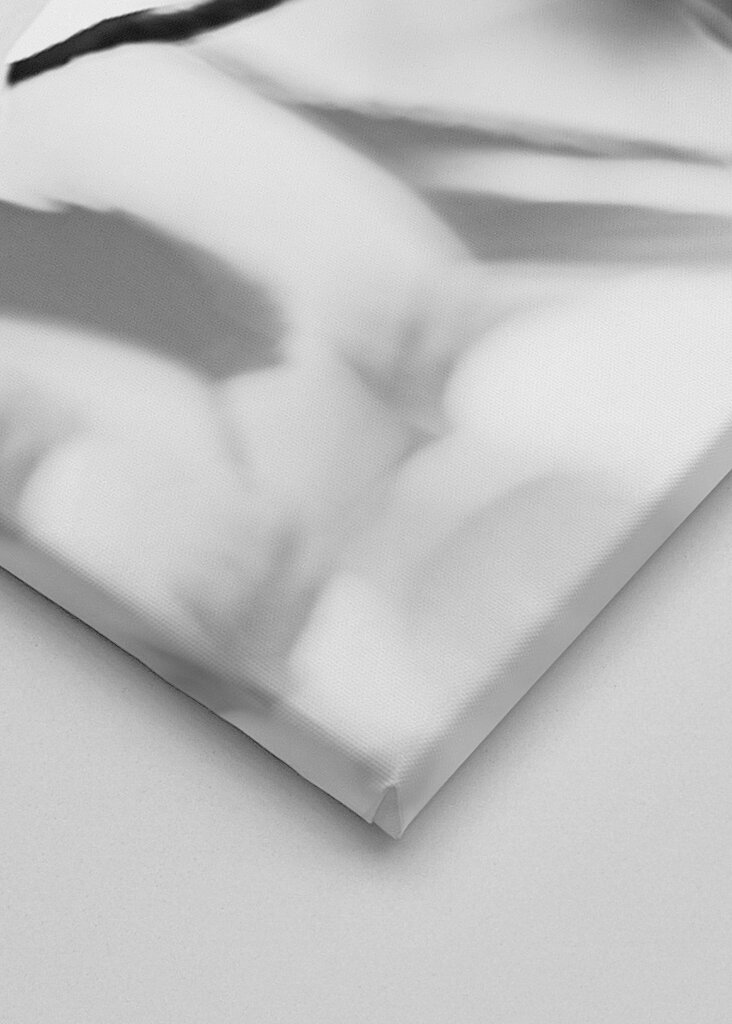 Handkerchief tree, b&w II