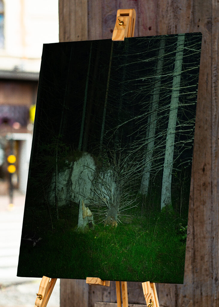 Trerøtter i skogens mørke