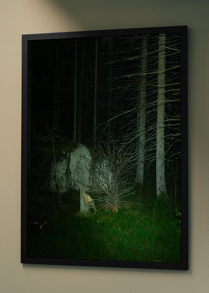 Trerøtter i skogens mørke