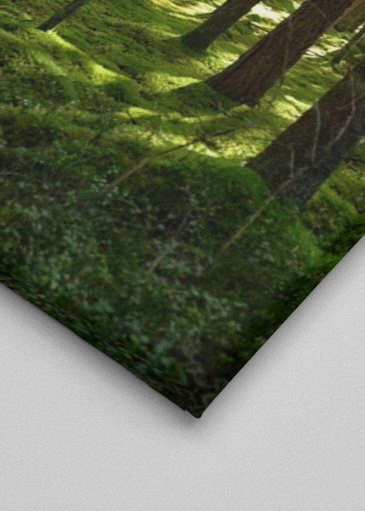 Borový les na slunci 