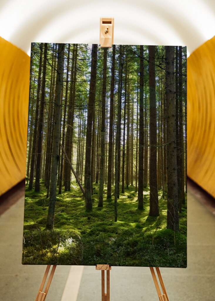 Borový les na slunci 