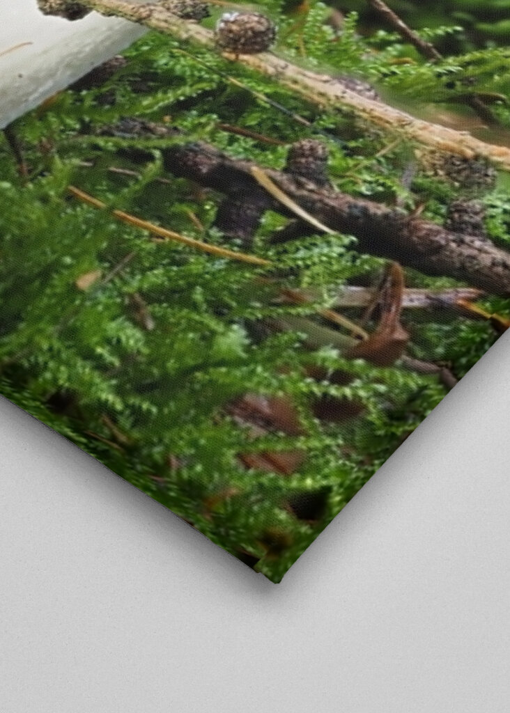 Ein Fliegenpilz im Wald 